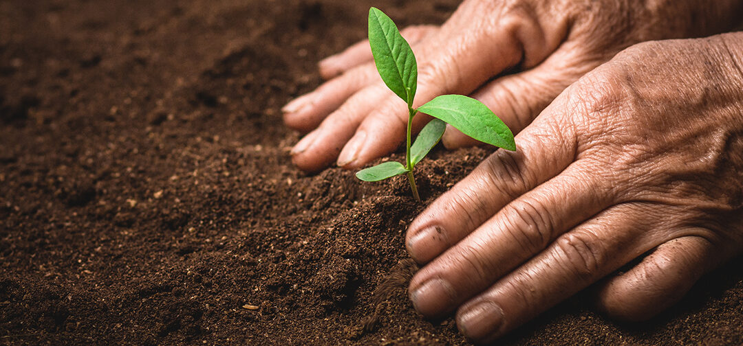 Mary Lou Vail Endowment